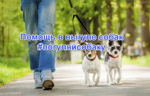 «Погуляем с вашей собакой!» — в Москве запустили услугу бесплатного выгула животных.