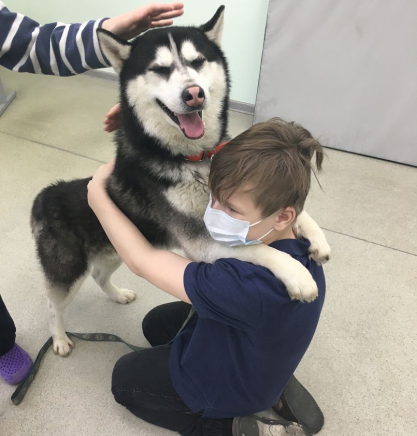 Хаски-терапия: Когда собаки лечат